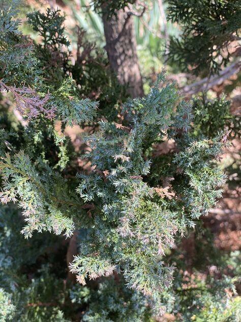Chamaecyparis Obtusa 'gimborn Beauty' - View 22 from www redcrocus com