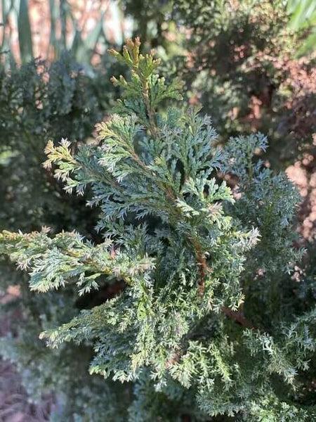 Chamaecyparis Obtusa 'gimborn Beauty' - View 23 from www redcrocus com