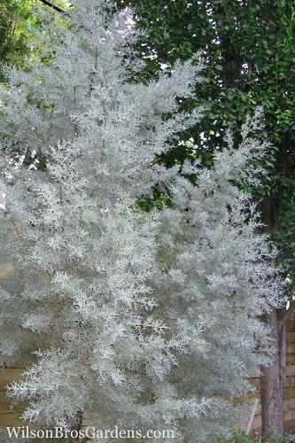 Chamaecyparis Obtusa 'gimborn Beauty' - View 26 from www redcrocus com