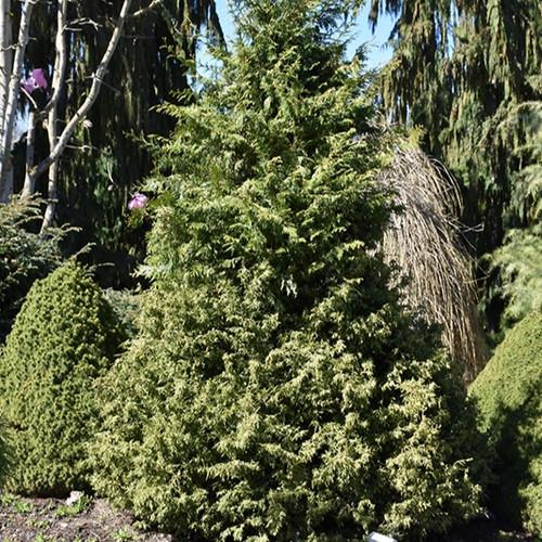Chamaecyparis Obtusa 'gimborn Beauty' - View 28 from www redcrocus com