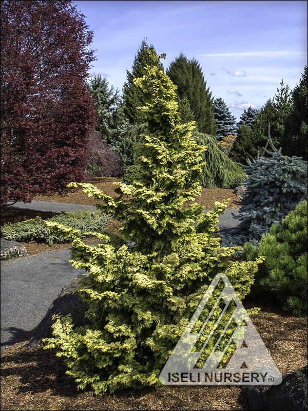 Chamaecyparis Obtusa 'gimborn Beauty' - View 30 from www redcrocus com