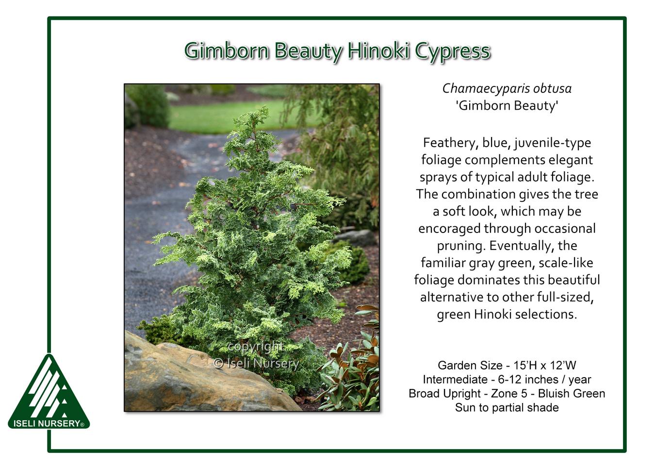 Chamaecyparis Obtusa 'gimborn Beauty' - View 3 from www redcrocus com