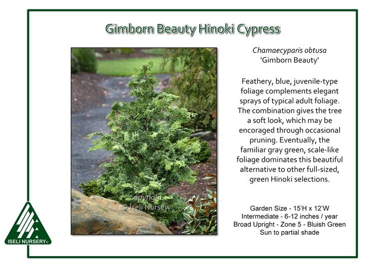 Chamaecyparis Obtusa 'gimborn Beauty' - View 4 from www redcrocus com