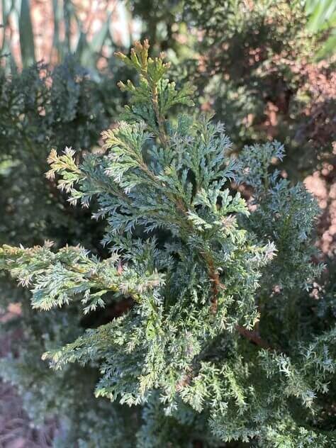 Chamaecyparis Obtusa 'gimborn Beauty' - View 8 from www redcrocus com