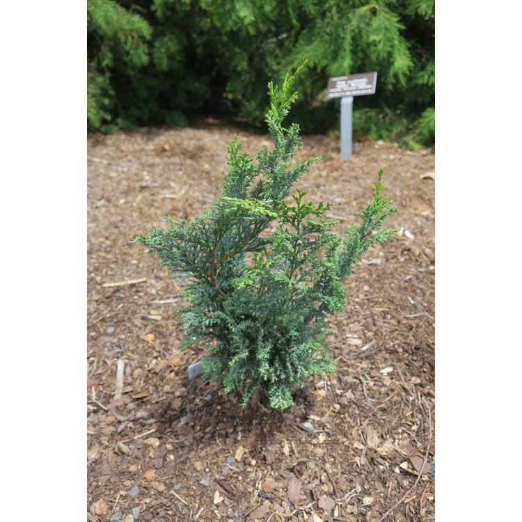 Chamaecyparis Obtusa 'gimborn Beauty' - View 9 from www redcrocus com