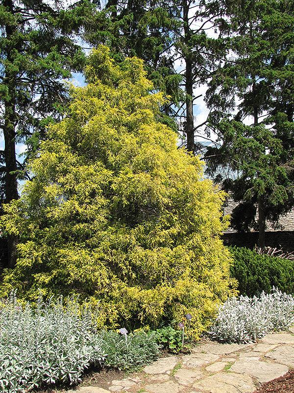 Chamaecyparis Pisifera 'filifera Aurea' - View 20 from www redcrocus com