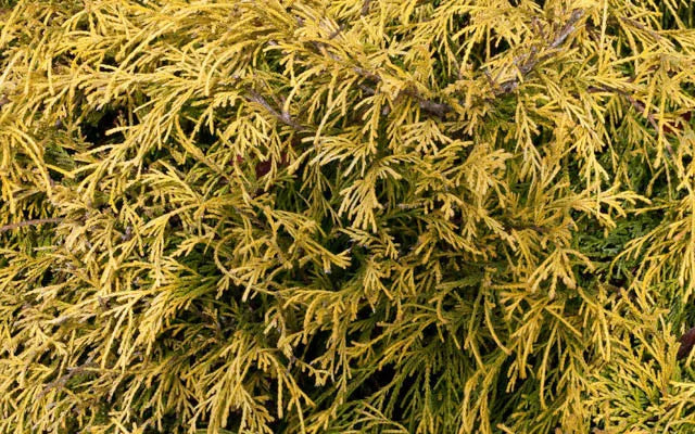 Chamaecyparis Pisifera 'filifera Aurea' - View 31 from www redcrocus com