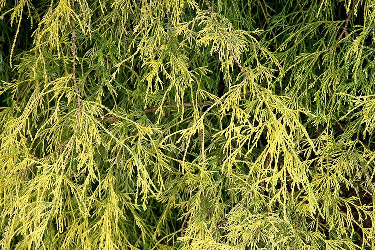 Chamaecyparis Pisifera 'filifera Aurea' - View 5 from www redcrocus com