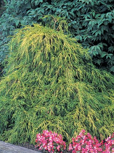 Chamaecyparis Pisifera 'filifera Aurea' - View 13 from www redcrocus com