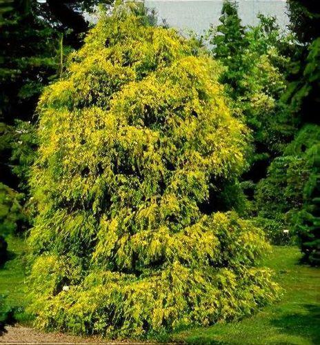 Chamaecyparis Pisifera 'filifera Aurea' - View 15 from www redcrocus com