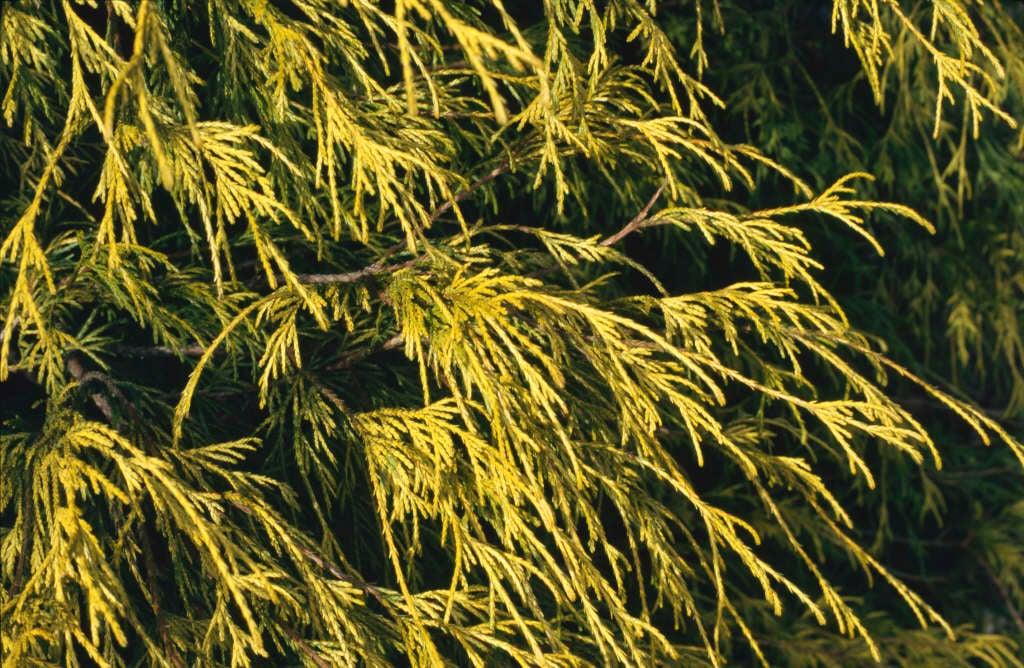 Chamaecyparis Pisifera 'filifera Aurea' - View 18 from www redcrocus com