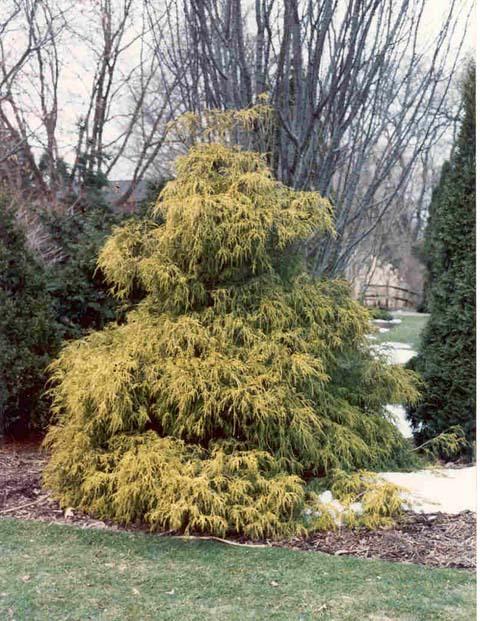 Chamaecyparis Pisifera 'filifera Aurea' - View 21 from www redcrocus com