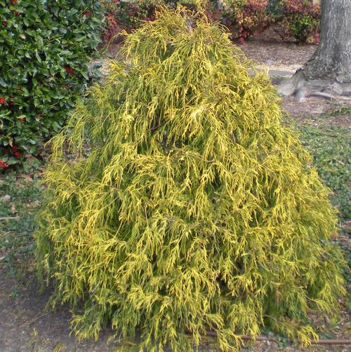 Chamaecyparis Pisifera 'filifera Aurea' - View 23 from www redcrocus com