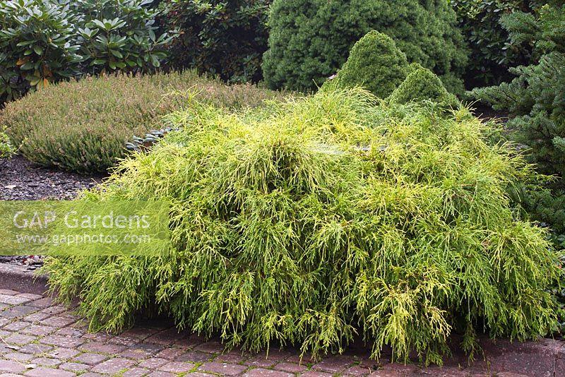Chamaecyparis Pisifera 'filifera Aurea' - View 26 from www redcrocus com