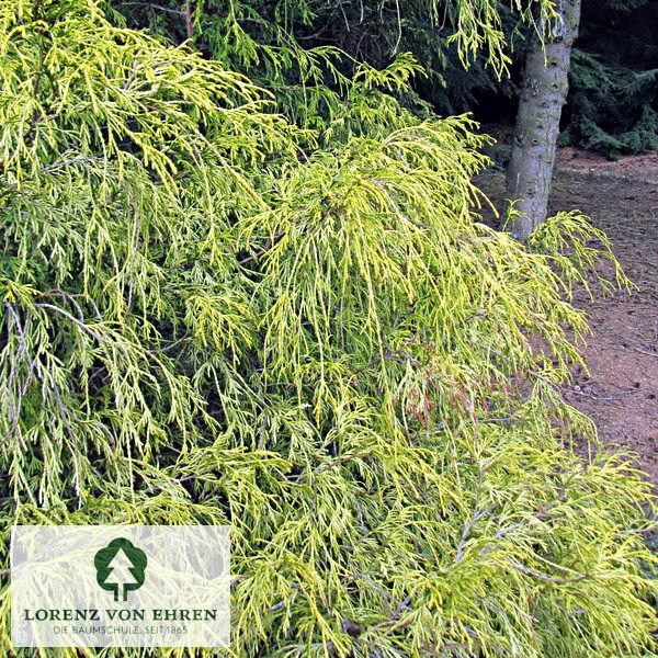 Chamaecyparis Pisifera 'filifera Aurea' - View 28 from www redcrocus com