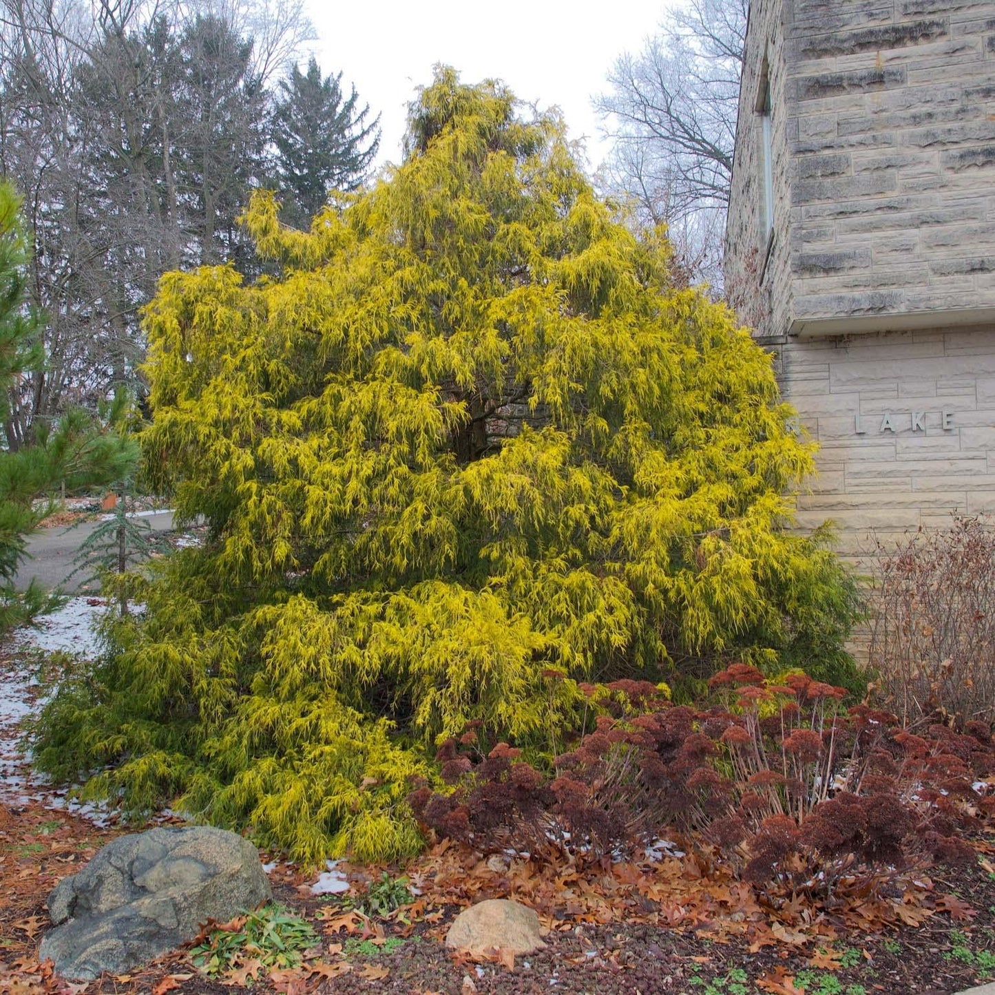 Chamaecyparis Pisifera 'filifera Aurea' - View 29 from www redcrocus com