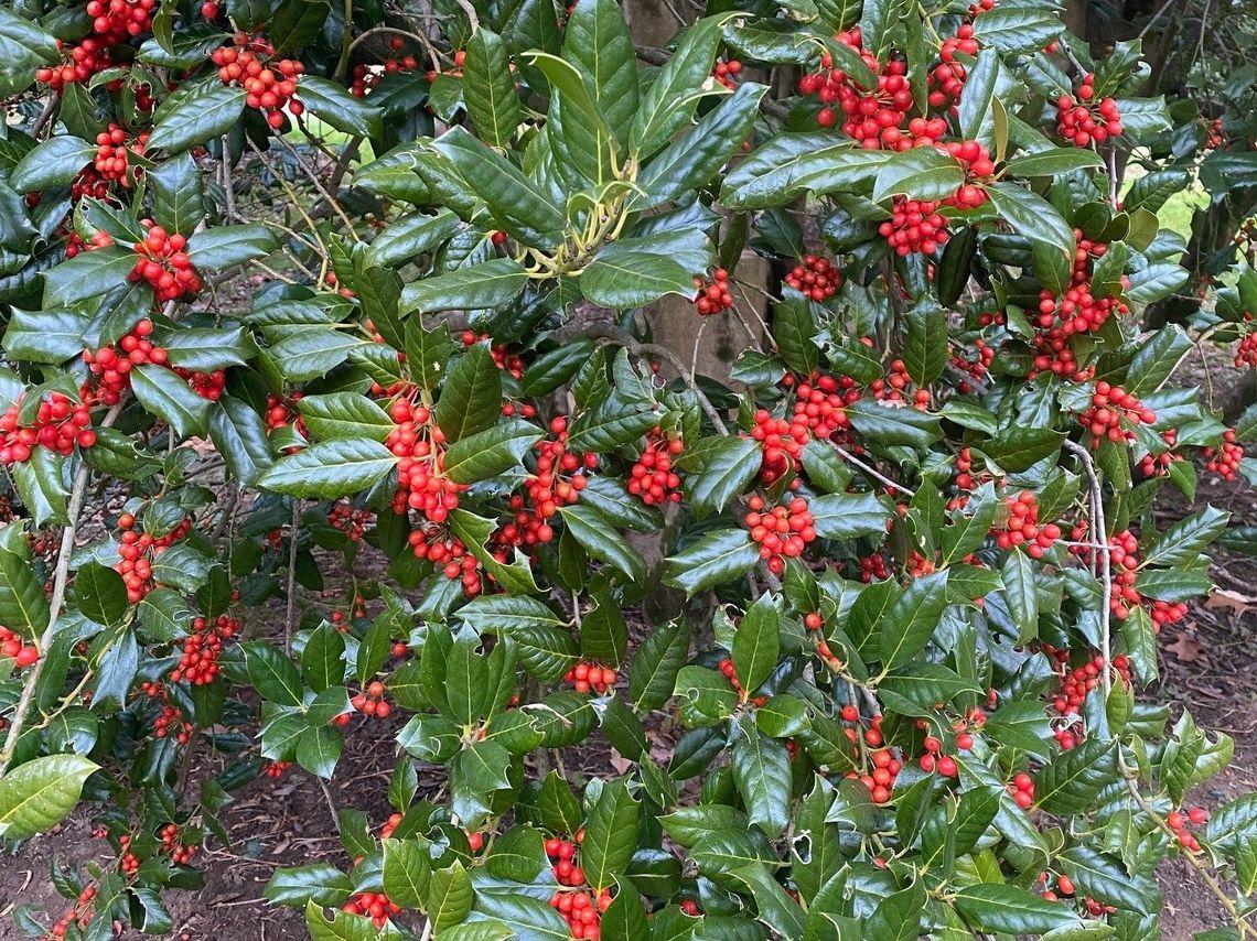 Ilex X Koehneana 'ajax' - View 11 from www redcrocus com