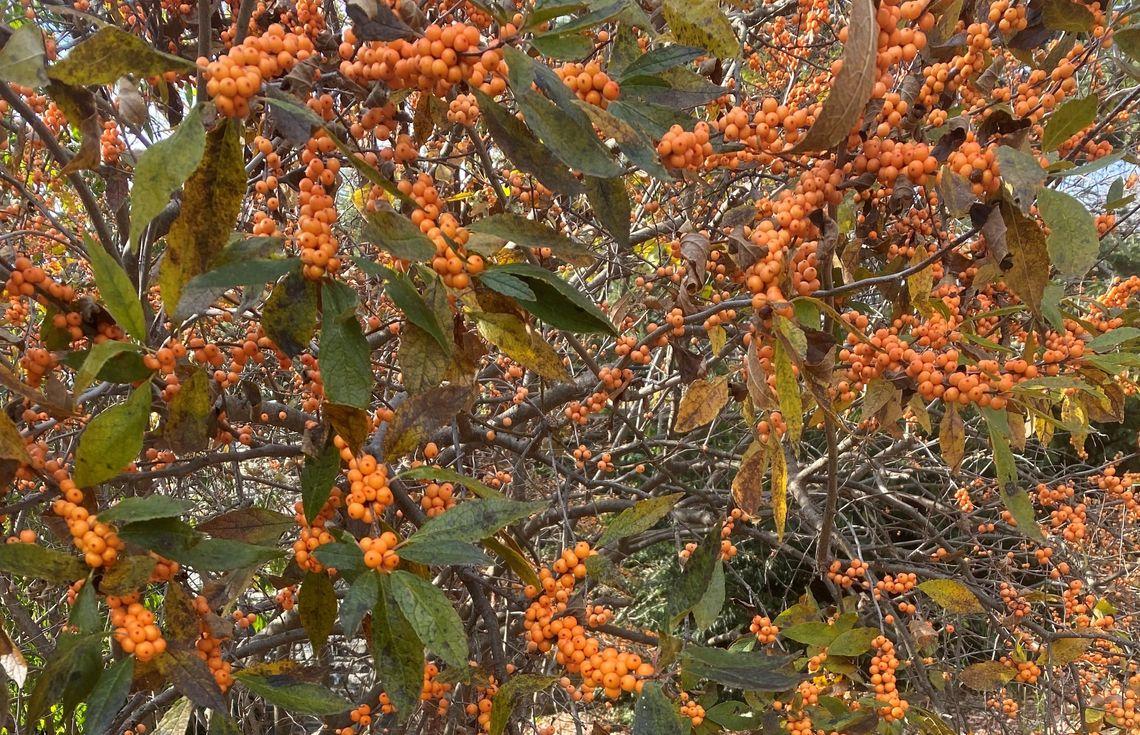 Ilex X Koehneana 'ajax' - View 12 from www redcrocus com