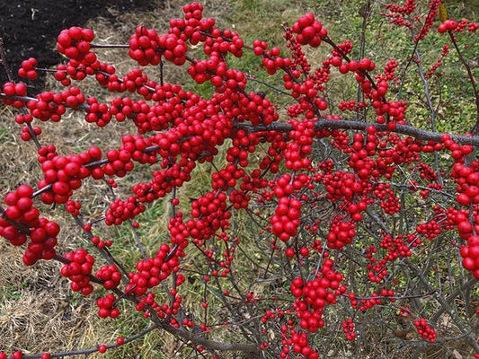 Ilex X Koehneana 'ajax' - View 13 from www redcrocus com