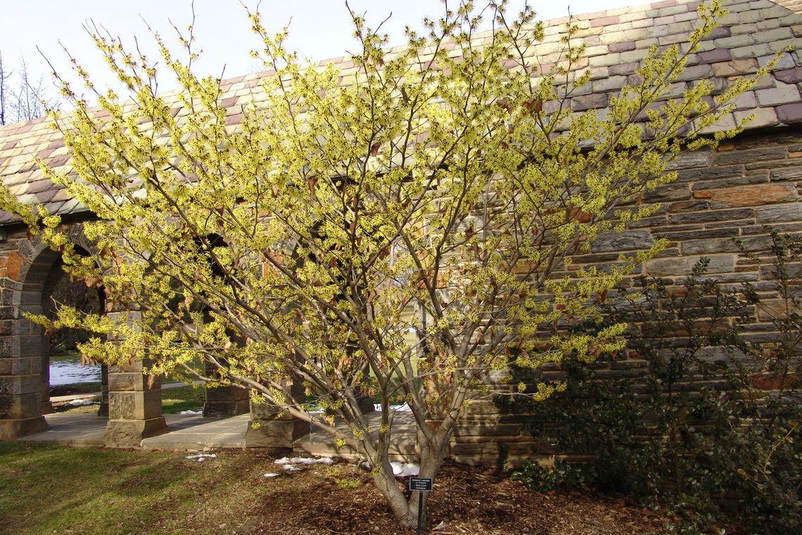 Ilex X Koehneana 'ajax' - View 17 from www redcrocus com