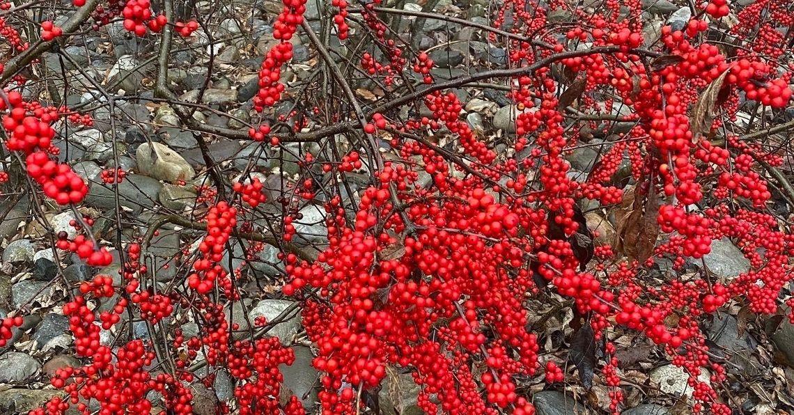 Ilex X Koehneana 'ajax' - View 18 from www redcrocus com