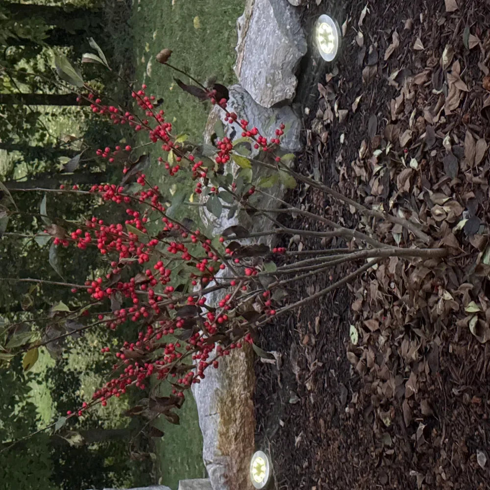 Ilex X Koehneana 'ajax' - View 19 from www redcrocus com