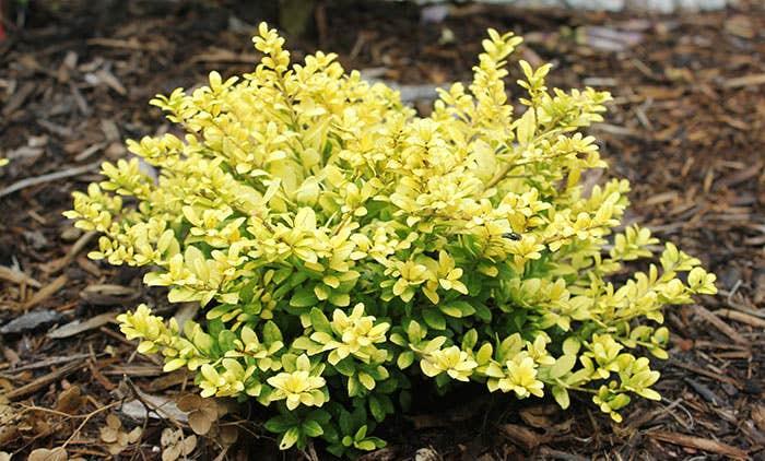 Ilex X Koehneana 'ajax' - View 21 from www redcrocus com