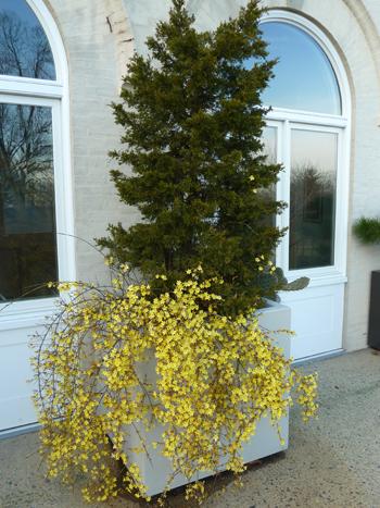 Ilex X Koehneana 'ajax' - View 22 from www redcrocus com