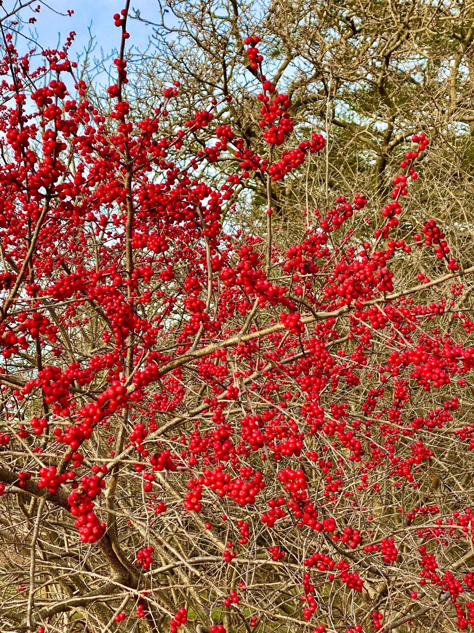 Ilex X Koehneana 'ajax' - View 23 from www redcrocus com