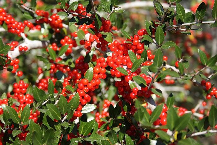 Ilex X Koehneana 'ajax' - View 27 from www redcrocus com
