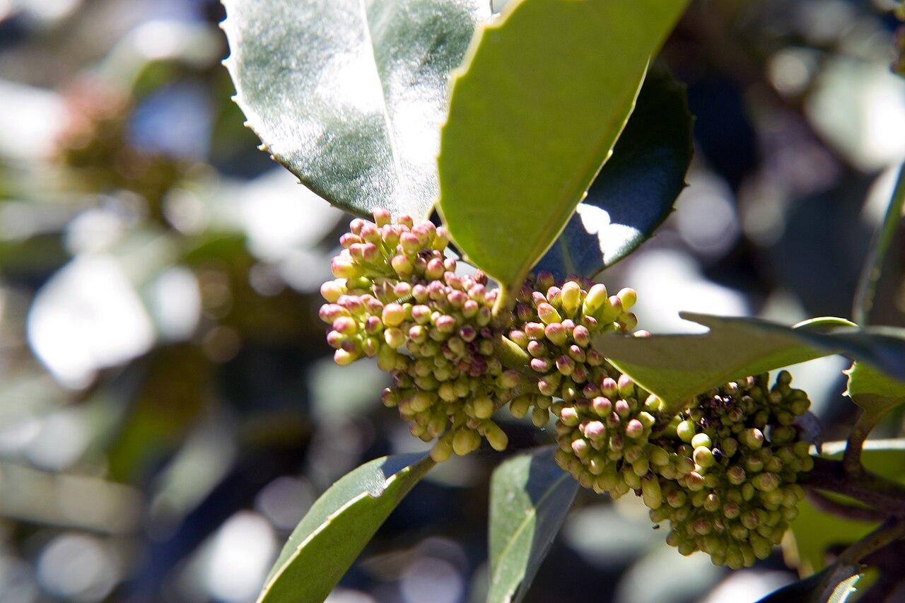Ilex X Koehneana 'ajax' - View 2 from www redcrocus com