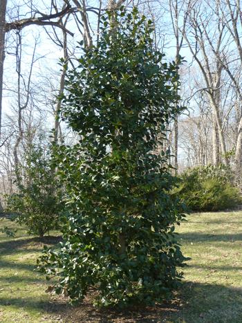 Ilex X Koehneana 'ajax' - View 3 from www redcrocus com