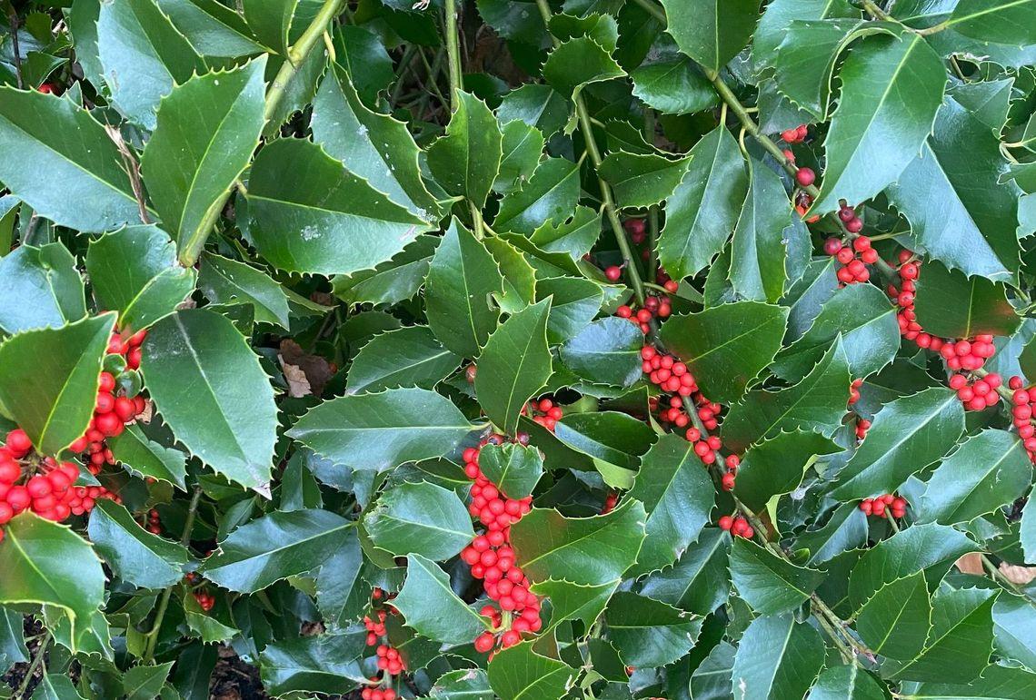 Ilex X Koehneana 'ajax' - View 4 from www redcrocus com