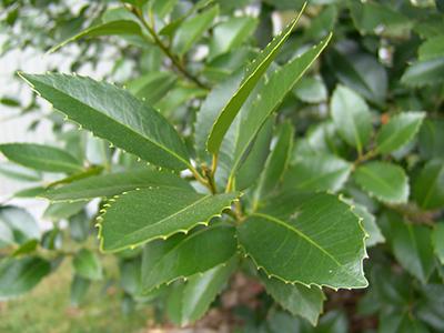 Ilex X Koehneana 'ajax' - View 5 from www redcrocus com
