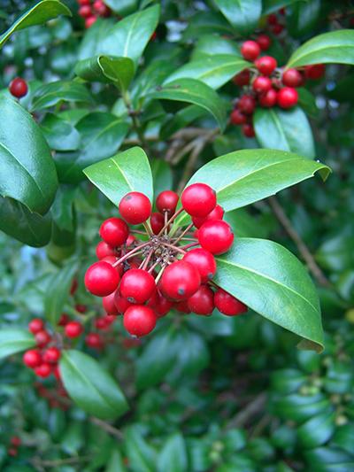 Ilex X Koehneana 'ajax' - View 8 from www redcrocus com