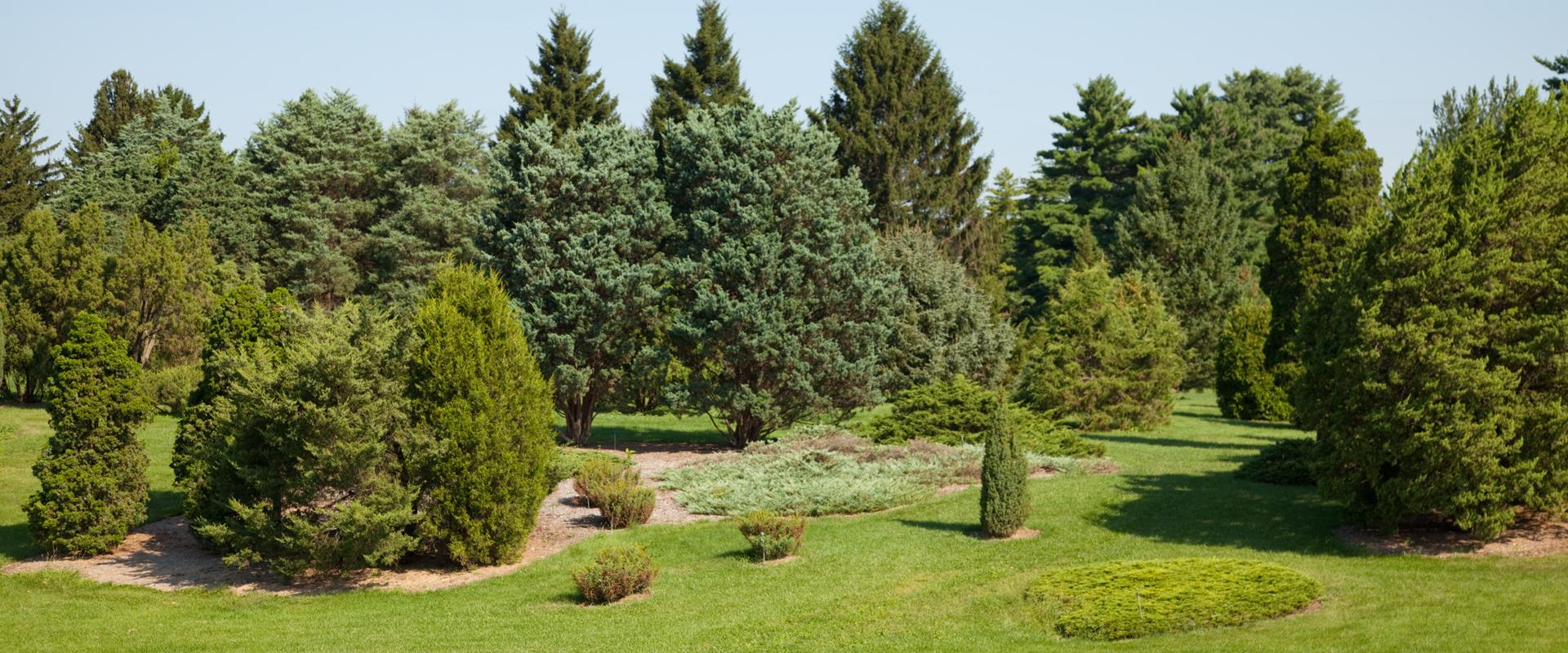 Taxus Media 'pilaris' - View 10 from www redcrocus com