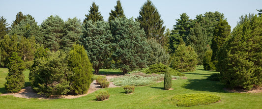 Taxus Media 'pilaris' - View 10 from www redcrocus com