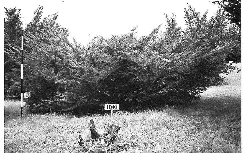 Taxus Media 'pilaris' - View 11 from www redcrocus com