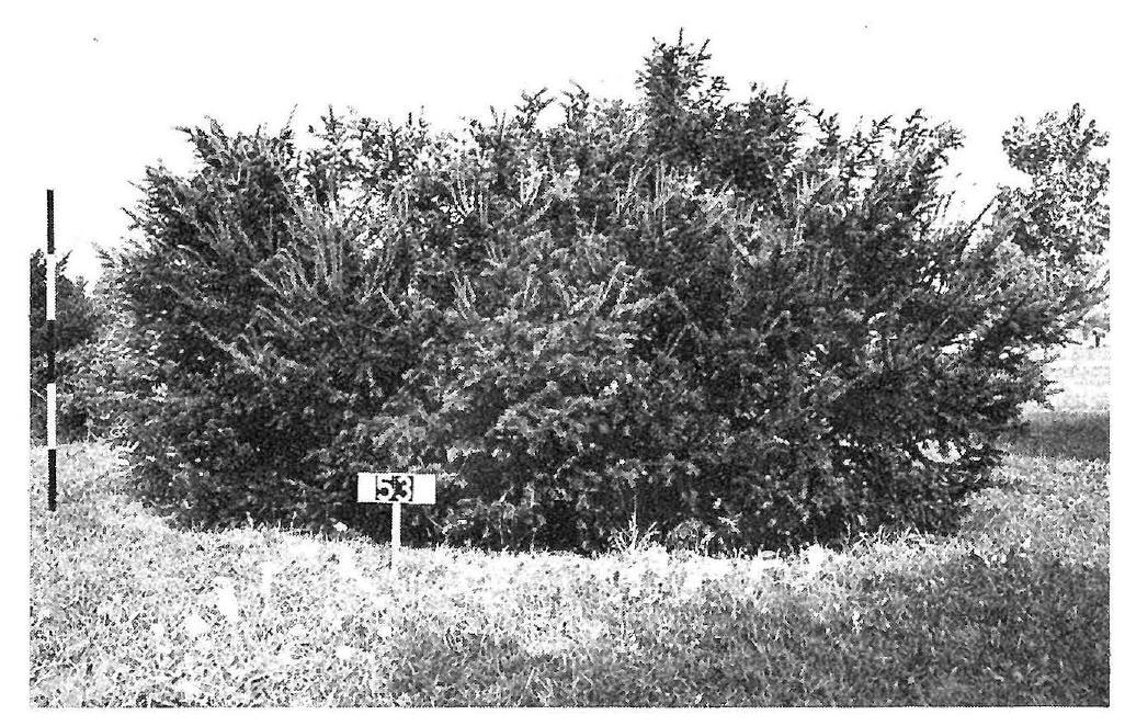 Taxus Media 'pilaris' - View 12 from www redcrocus com