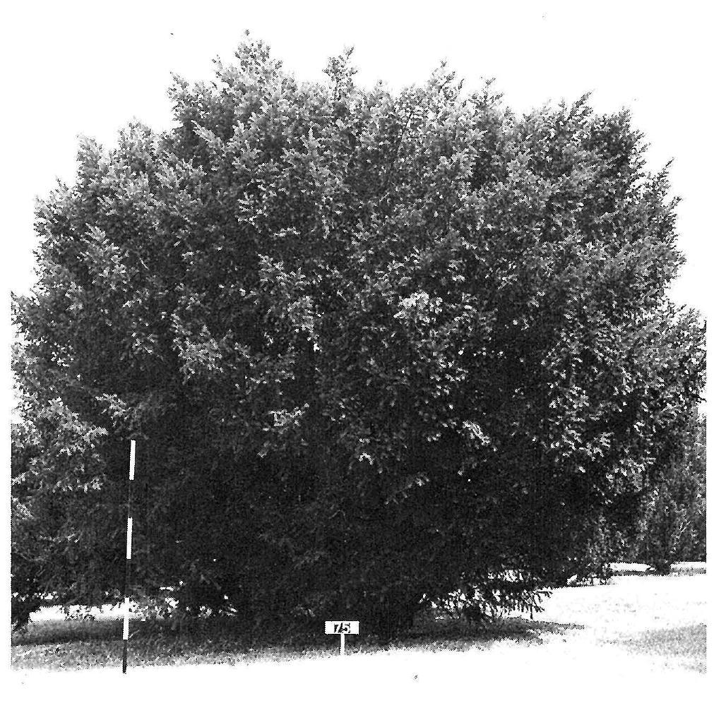 Taxus Media 'pilaris' - View 13 from www redcrocus com