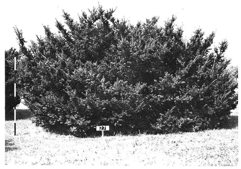 Taxus Media 'pilaris' - View 16 from www redcrocus com