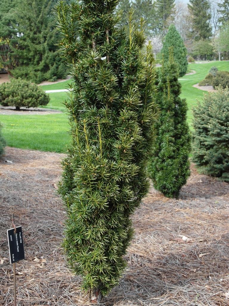 Taxus Media 'pilaris' - View 20 from www redcrocus com