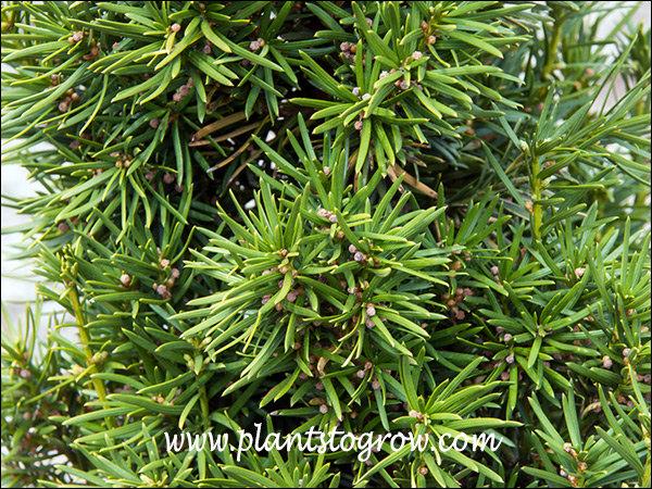Taxus Media 'pilaris' - View 2 from www redcrocus com