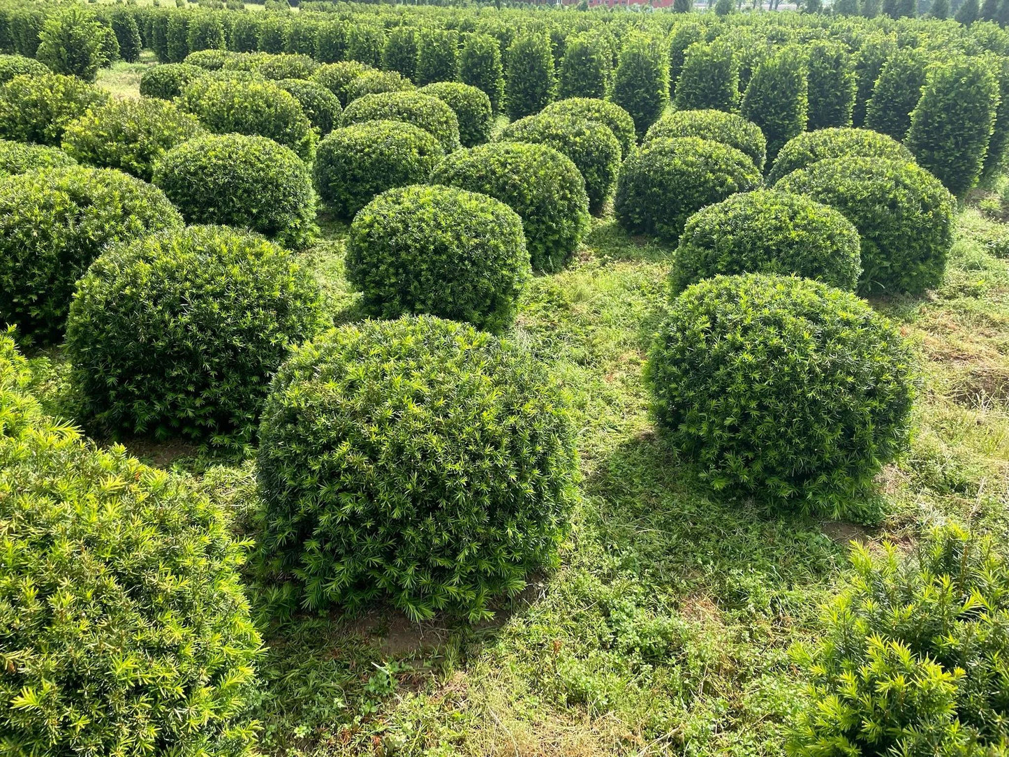 Taxus Media 'pilaris' - View 3 from www redcrocus com