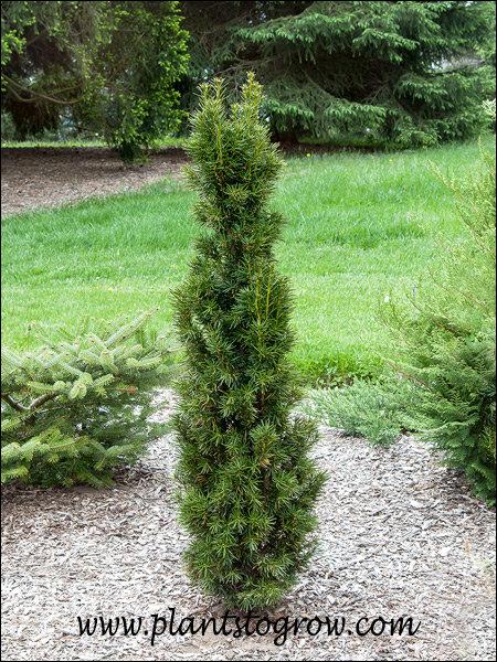 Taxus Media 'pilaris' - View 4 from www redcrocus com