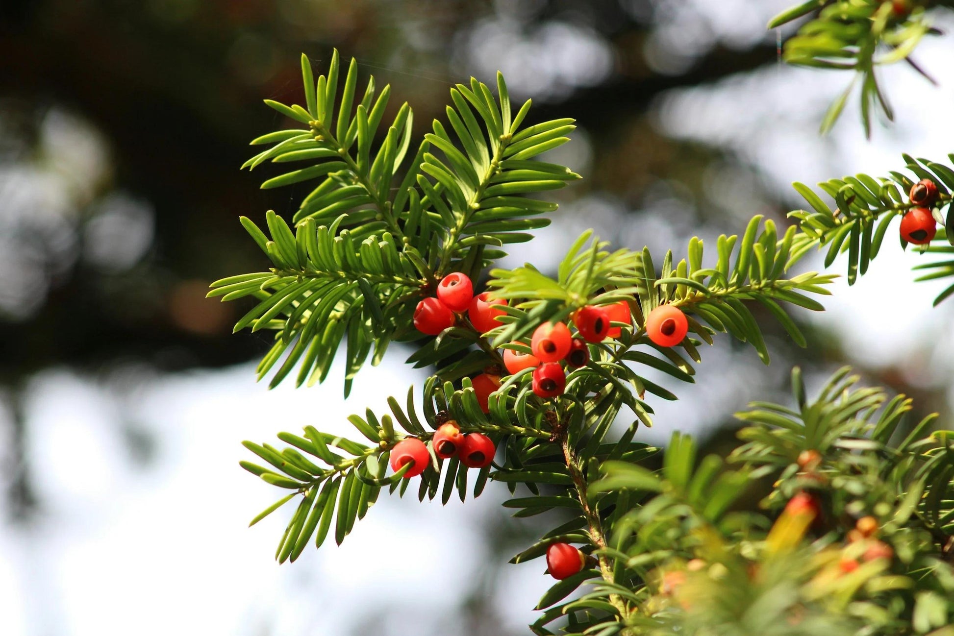 Taxus Media 'pilaris' - View 5 from www redcrocus com
