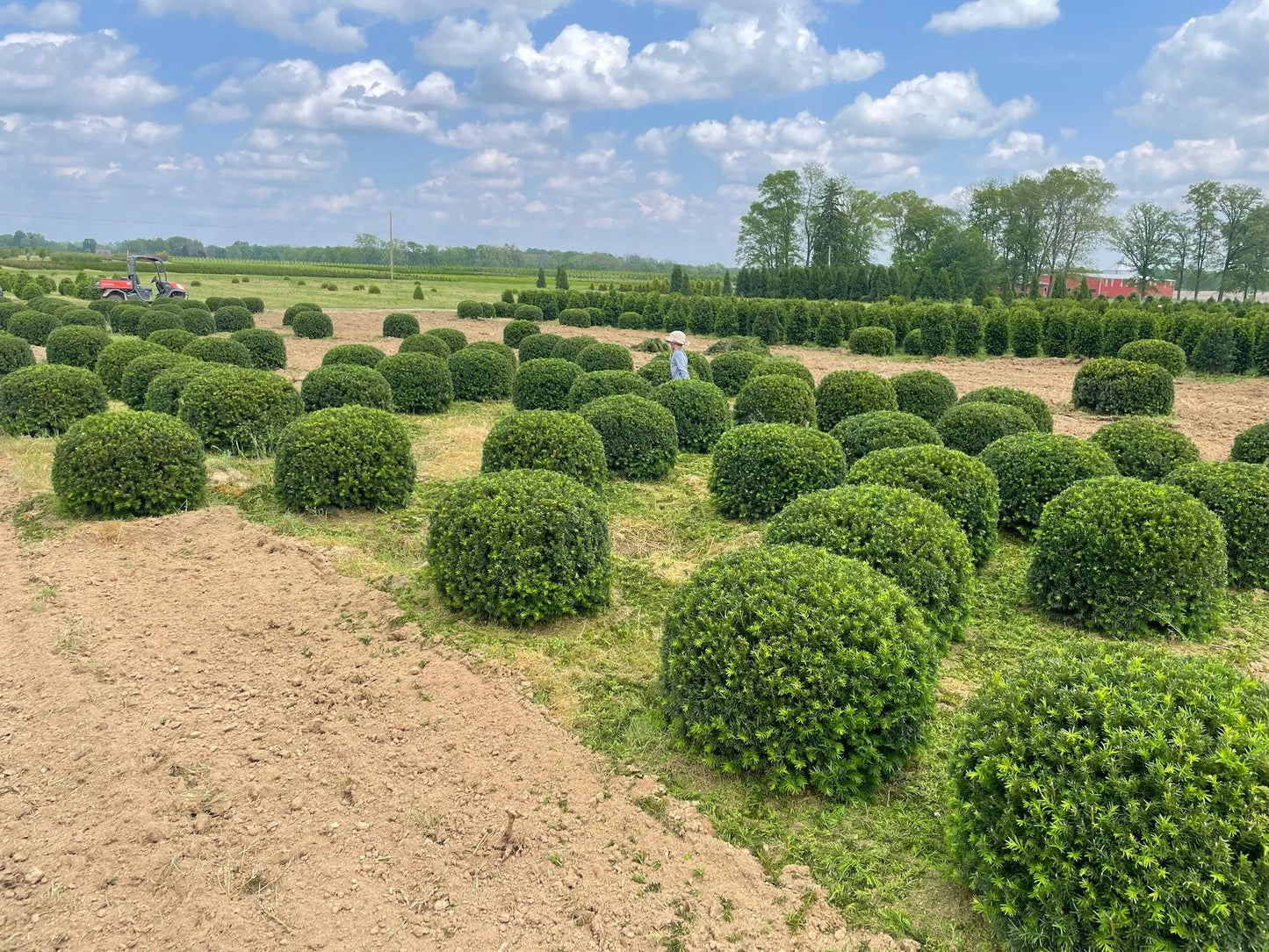Taxus Media 'pilaris' - View 7 from www redcrocus com