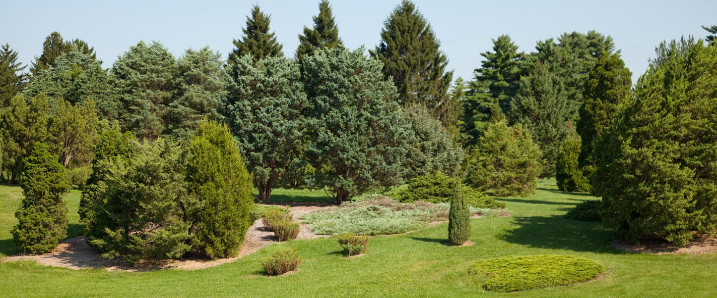 Taxus Media 'pilaris' - View 9 from www redcrocus com