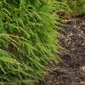 Tsuga Canadensis 'lustgarten Creeping' - View 18 from www redcrocus com