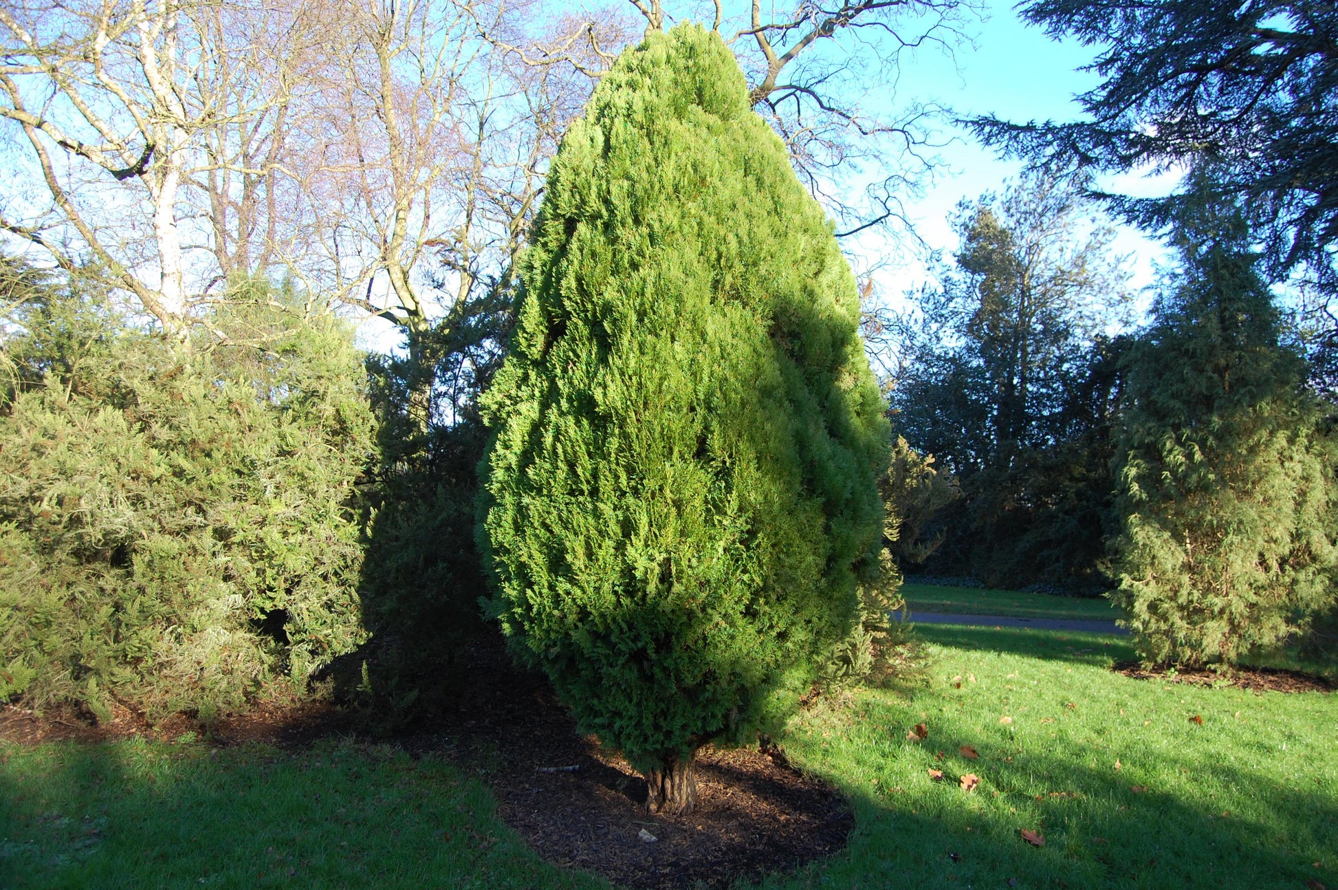 Thuja Occidentalis 'rheingold' - View 10 from www redcrocus com